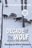 Book cover of Decade of the Wolf