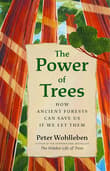 Book cover of The Power of Trees: How Ancient Forests Can Save Us if We Let Them