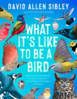 Book cover of What It's Like to be a Bird