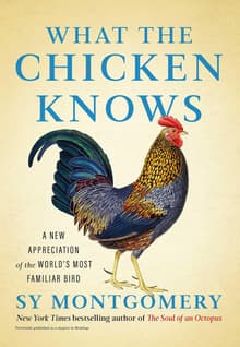 Book cover of What the Chicken Knows