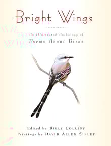 Book cover of Bright Wings