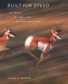 Book cover of Built for Speed: A Year in the Life of Pronghorn