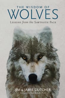 Book cover of The Wisdom of Wolves: Lessons from the Sawtooth Pack
