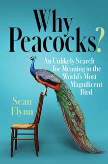 Book cover of Why Peacocks?: An Unlikely Search for Meaning in the World's Most Magnificent Bird